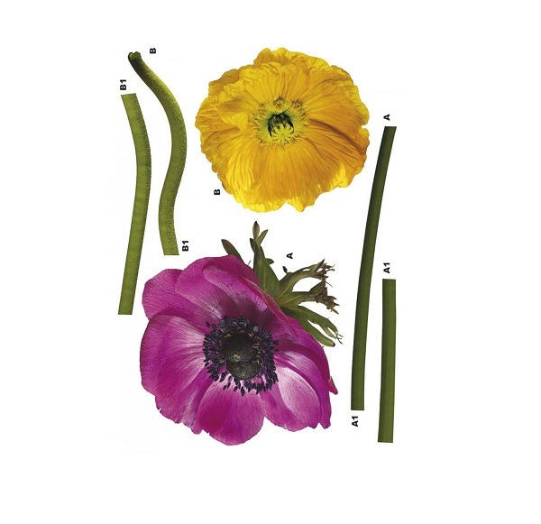 Image-product