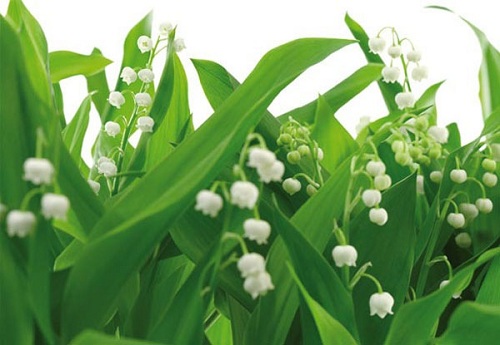 Image-product